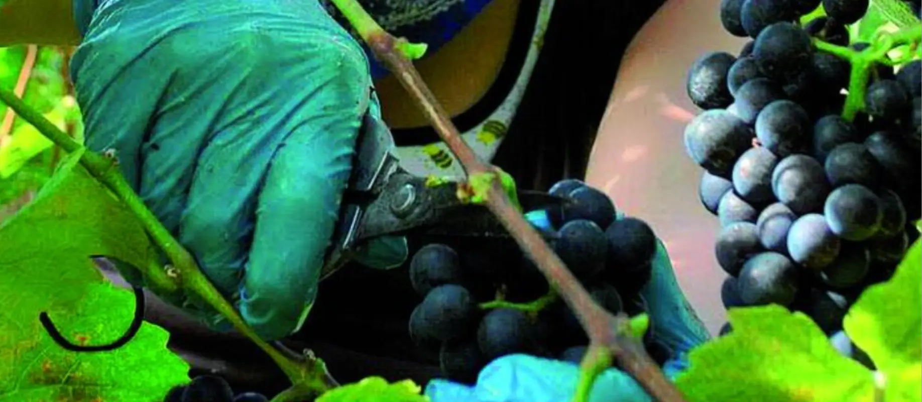 Beruf Winzer/Winzerin EFZ