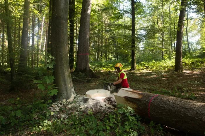 Praticien/ne forestier/ière AFP